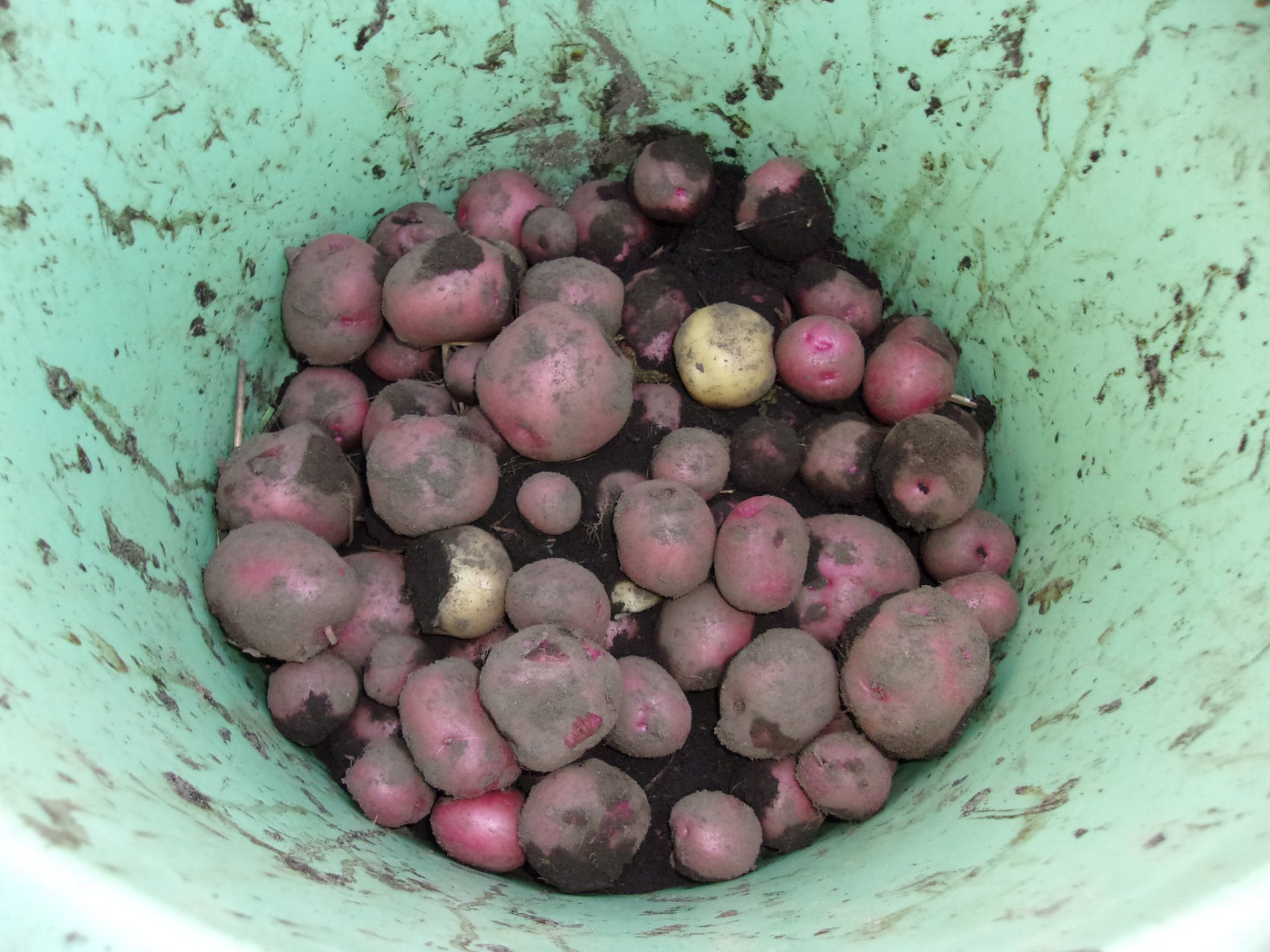 秋ジャガイモ　収穫　221218