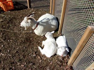 ヤギ　赤ちゃん　年の瀬　2022　221231