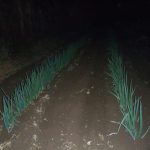 ネギ　土寄せ　221215