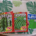 エンドウ豆　ソラマメ　種蒔き　230109