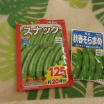 ソラマメ　エンドウ豆　種まき　２１０１２２