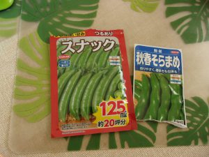 ソラマメ　エンドウ豆　種まき　２１０１２２