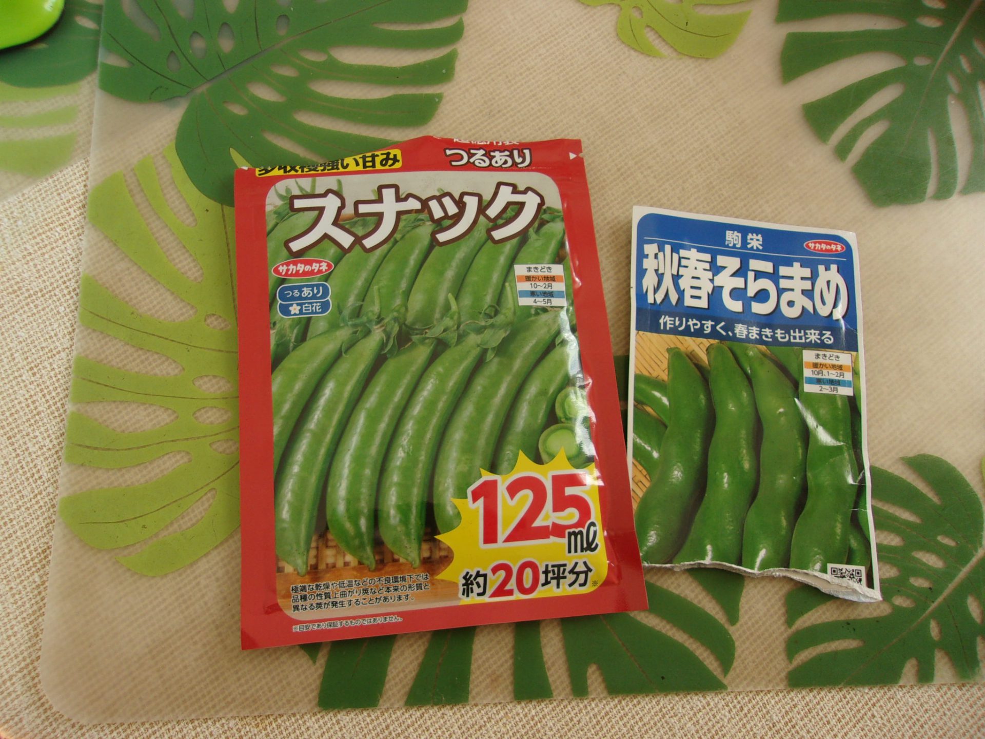 ソラマメ　エンドウ豆　種まき　２１０１２２