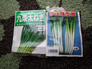 分けつネギ　種蒔き　230212