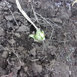 蕗の薹　フキノトウ　230301