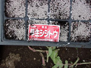 種蒔き　2　230302