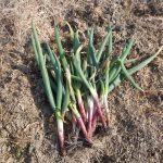 赤ネギ　230307