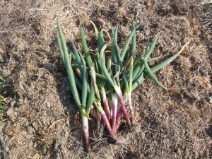 赤ネギ　230307