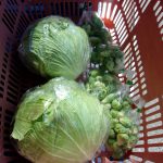 キャベツ　芽キャベツ　出荷　230406