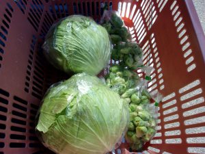 キャベツ　芽キャベツ　出荷　230406