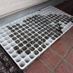 苗　ひっくり返る　ネギ　230409