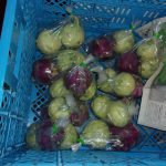 コールラビ　230423