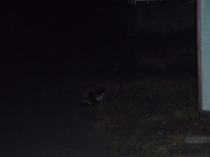 夢でうなされる　230429