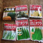 カボチャ　オクラ　種蒔き　230525