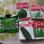 ゴーヤ　スイカ　種蒔き　230529