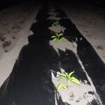 ミニトマト、ピーマン　定植　230515