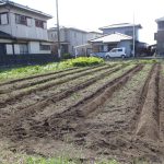 サツマイモ　畝　230527