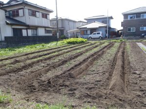 サツマイモ　畝　230527