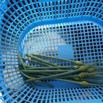 ニンニク　芽　230521