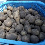 ジャガイモ　収穫　230616