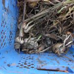 ニンニク　不作　230620