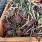 赤玉ねぎ　230622