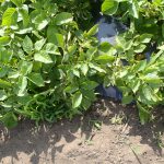 ジャガイモ　葉っぱ　230527