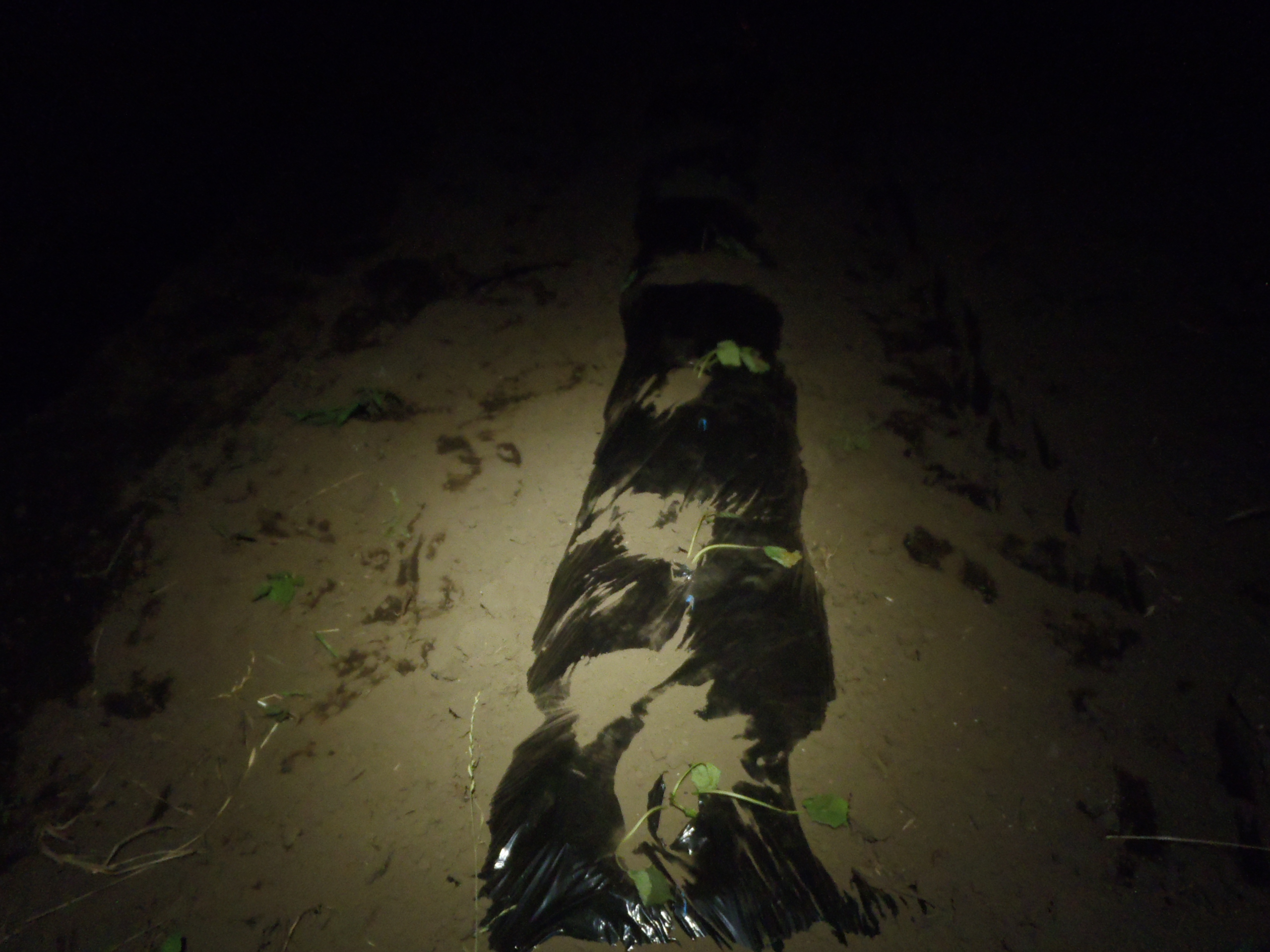 サツマイモ　第2陣　挿苗　230622