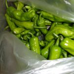 ピーマン　シシトウ　甘とう美人　収穫　230719