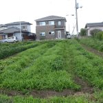 草　除草　230705