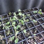 白菜　苗　ダメ　230918