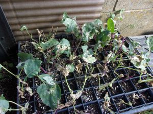 コールラビ　苗　ダメ　230918