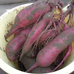 紅はるか　収穫　230927