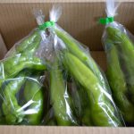 甘長トウガラシ　230813