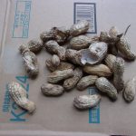 カラス　落花生　231009