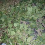 枝豆　カット　231005