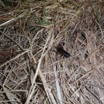 コオロギ　231007