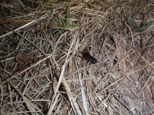 コオロギ　231007