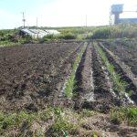 ネギ　定植　231012