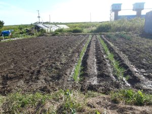 ネギ　定植　231012
