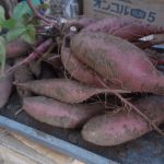 すずほっくり　サツマイモ　231104