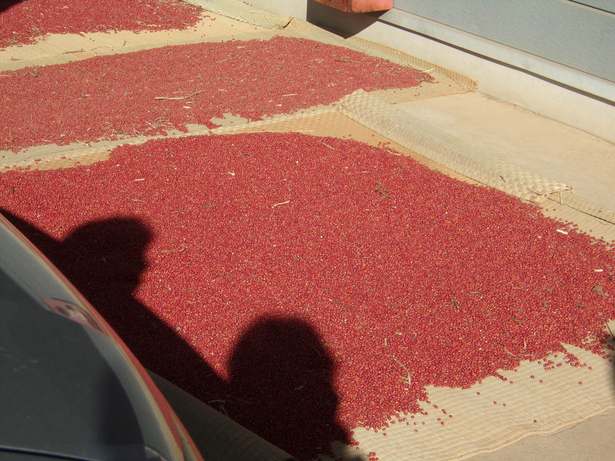 小豆　栽培　231210