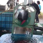 イモ洗い機　日本農業実践学園　231212