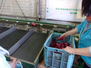 イモ　選別器　231130