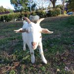 ヤギさん　鯉淵学園　231130