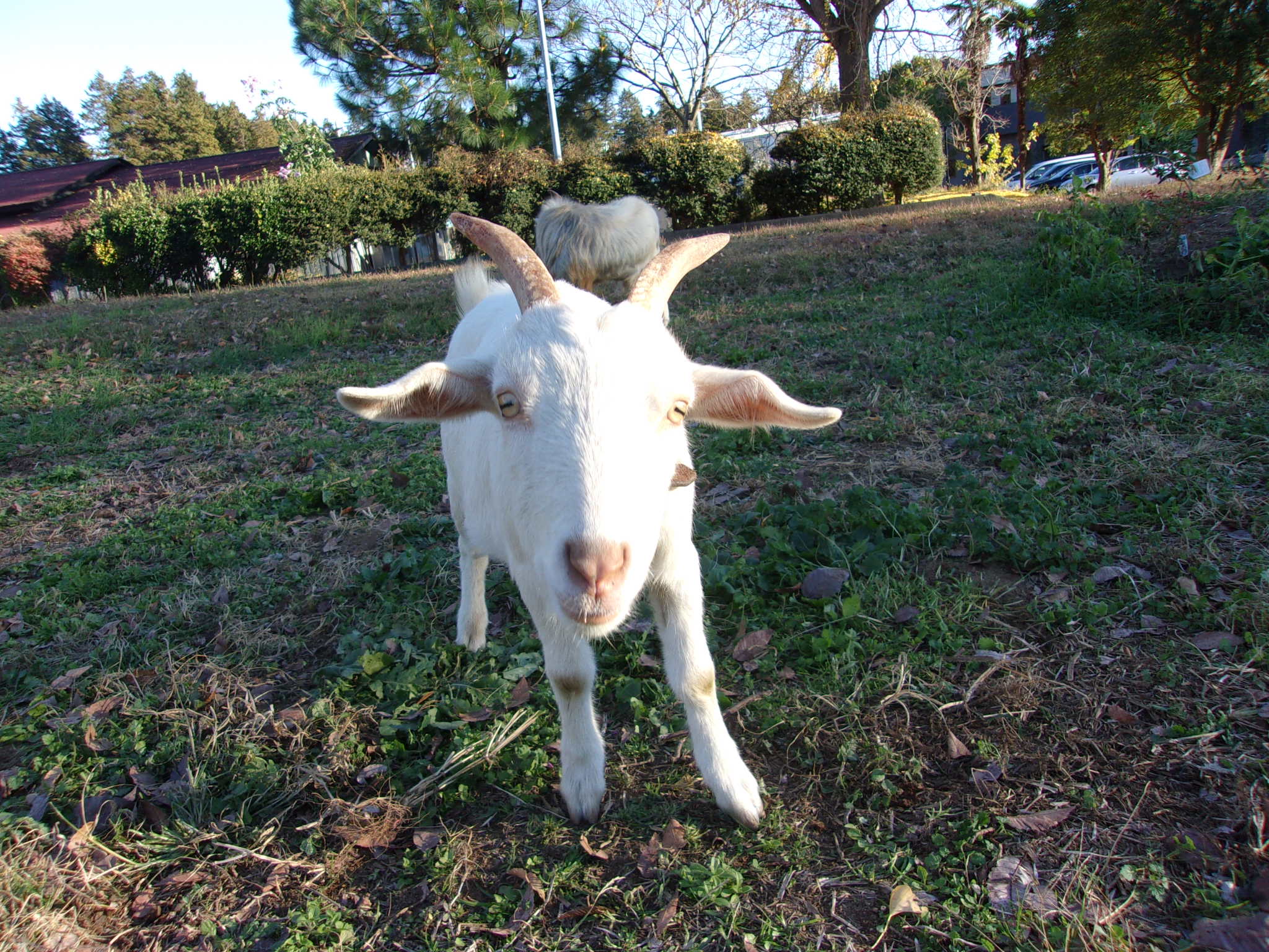 ヤギさん　鯉淵学園　231130
