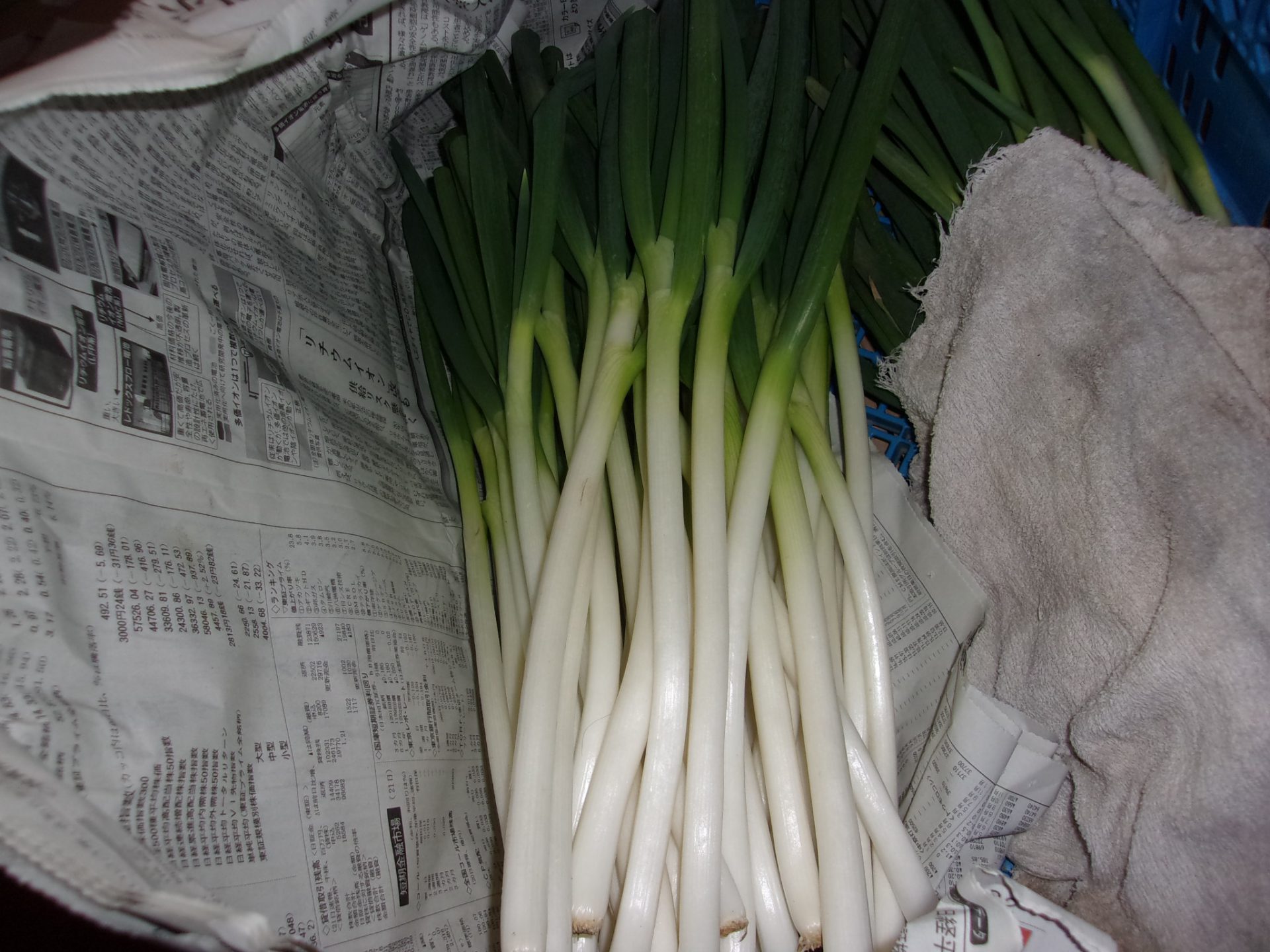 ネギ　231231