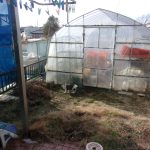 猫　目が合う　240128