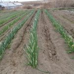 ネギ　土寄せ　240113