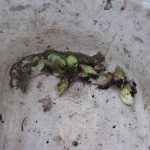 ふきのとう　240228